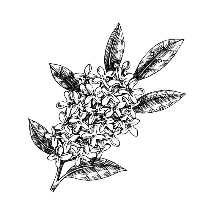 Osmanthus, tea olive branch sketch. Aromatic plant hand-drawn vector illustration. Cosmetics and perfumery ingredient. NOT AI generated